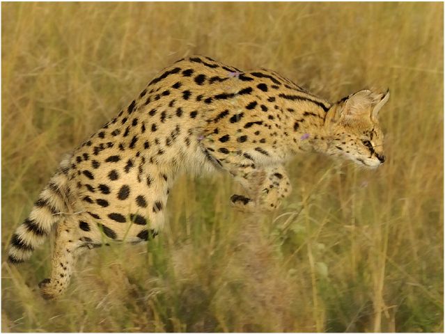 Henri Loubser S Serval-Henri Loubser