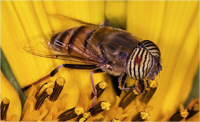 Isobel Louw S Mr Big eyes - Isabel Louw