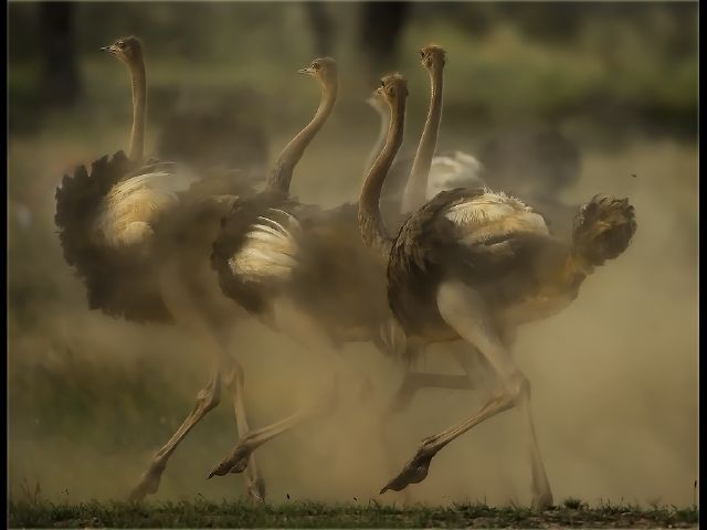 Johan Joubert S Kgalagadi Ostriches-Johan Joubert