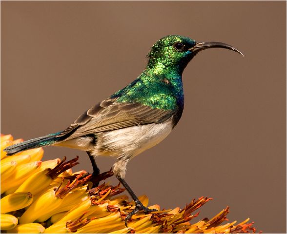Johan Louw S Sunbird - Johan Louw