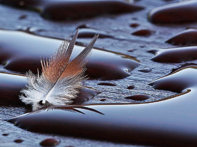 Kaeyla McGee S Sunrise Feather - Kaeyla McGee