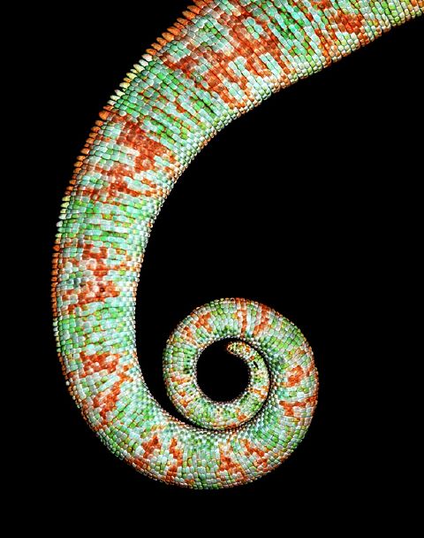 Leon Pelser - S Chamelion Tail-Leon Pelser