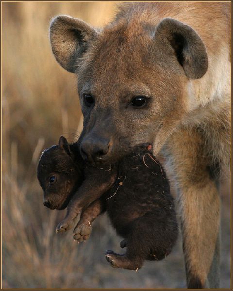 Lorne Sulcas S hyena mother and newborn - Lorne Sulcas