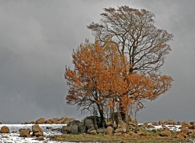 Maggie Lally S Tree in Winter Clothing-Maggie Lally