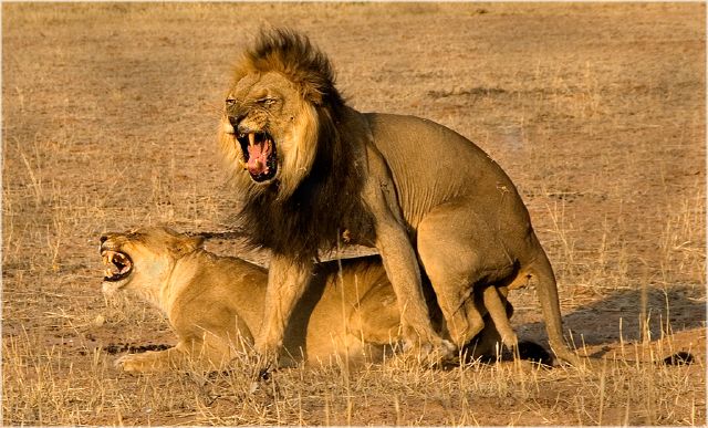 Martin Coetser S Leeugedrag - Maartin Coetser