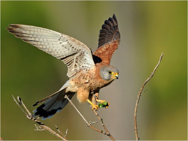 Melanie Loubser S Soft Catch-Melanie Loubser