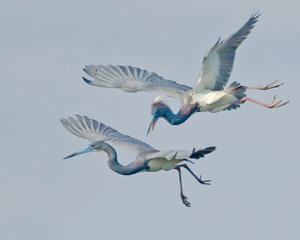 S Tricolor Attack Michael Rosenbaum