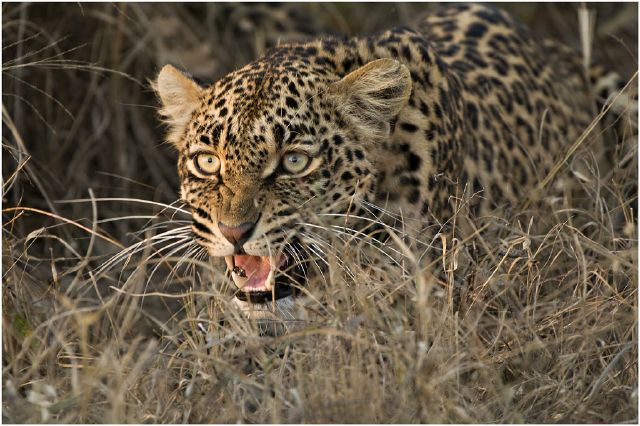 S Back Off-Naas Rautenbach-S