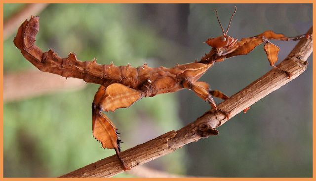 Natalie Spero S-Stick Insect-Natalie Spero