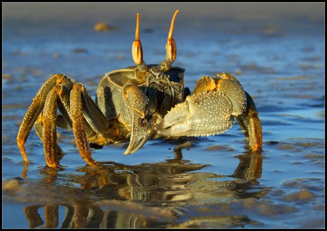 S Ghost crab reflection - Nico Smit
