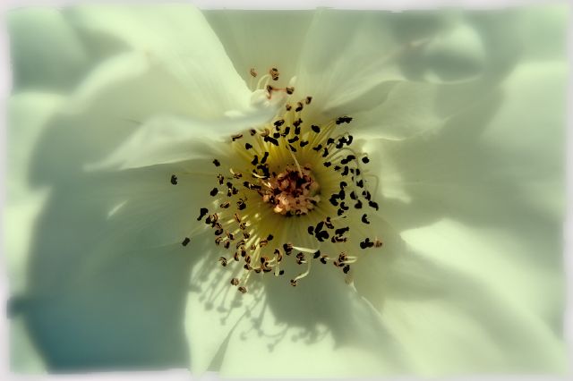 S White Rose - Nikola Medjugorac