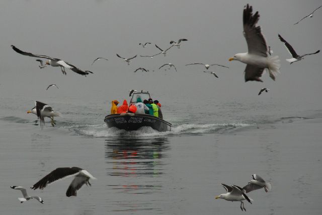 S - Homeward Bound - Paul Rixom