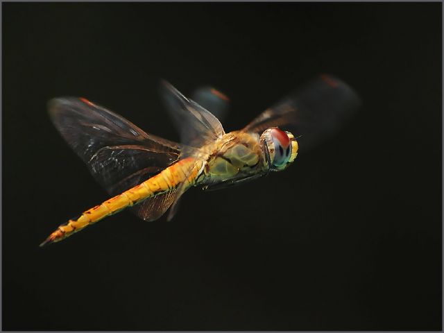 S Dragon Fly - Piet Enslin