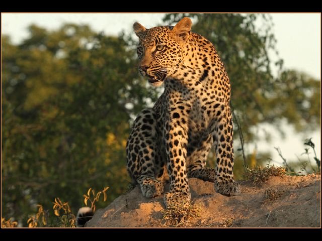 S Princess of the anthill - Piet Smith