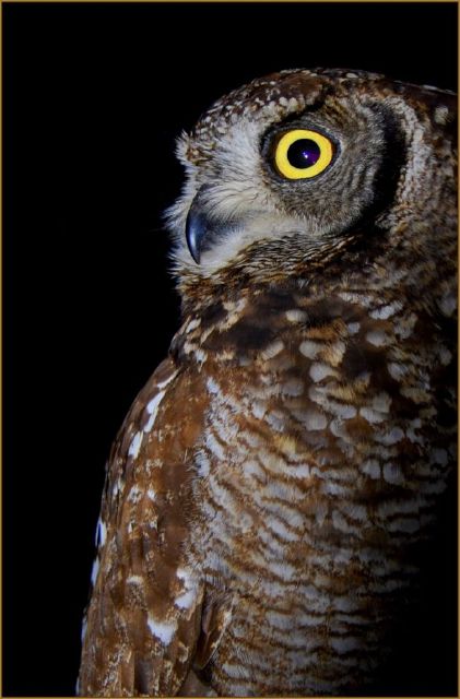 Riette Zaaiman S Gevlekte-oor Uil-Riette Zaaiman