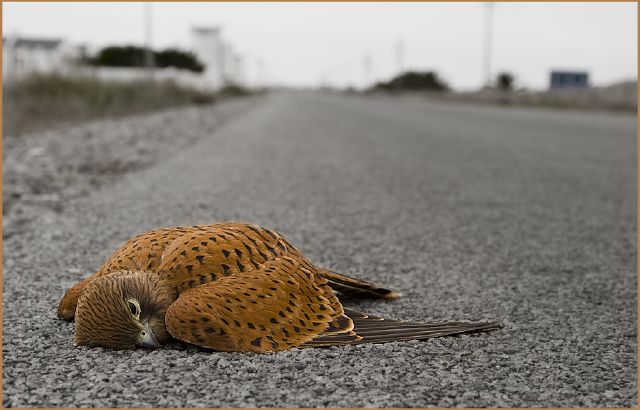 S - roadkill rooivalk - Rob Tarr