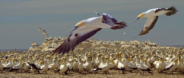 S gannet flight-schalk engelbrecht