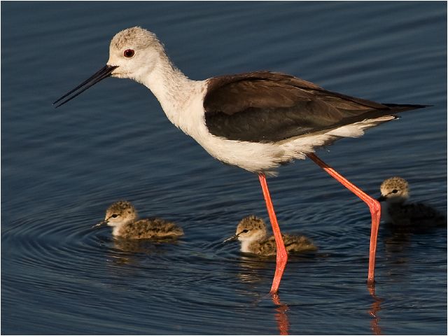 Sophia Labuschagne S Stilt and chicks 8775 - Sophia Labuschagne