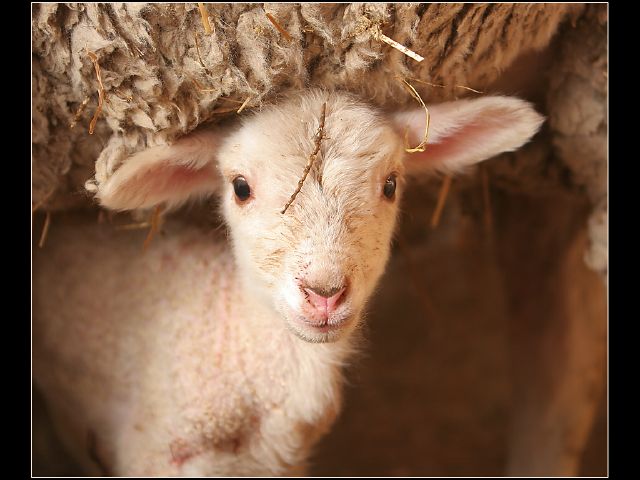 little lamb-tania smith