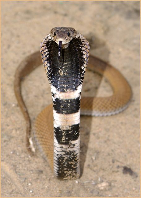 S Angry Rinkals - Tinus Otto