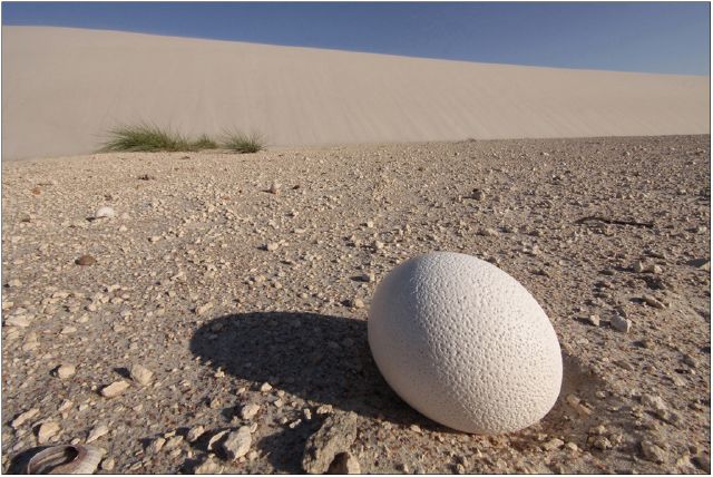 S Toni Ballotta - ostrich egg on dunes