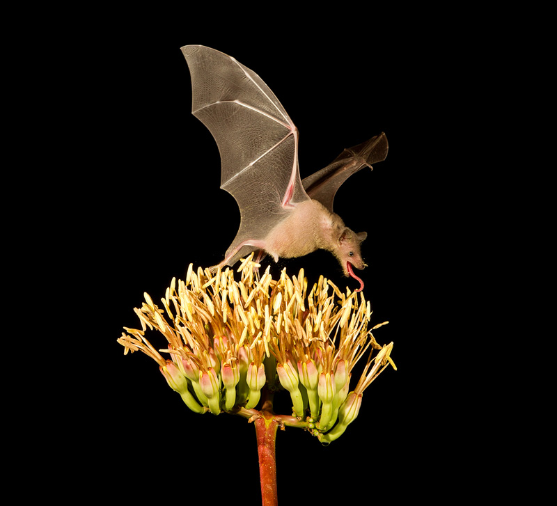 First Nature - Lesser Long Nosed Bat on Agave Flower - Roberta Olenick - Canada