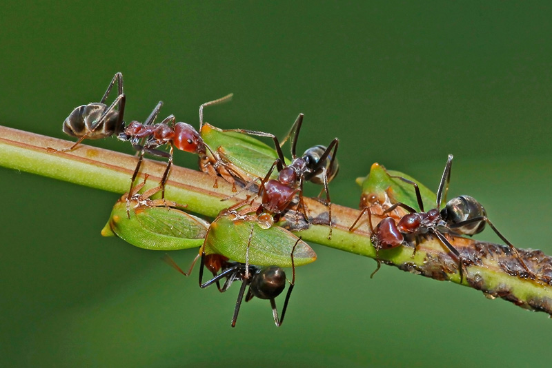 COM - Ants Milking - Neville Foster - Australia