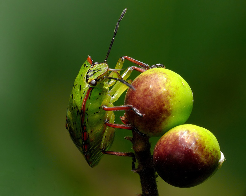 COM - Pentatomoidea - Irene Buchan - New Zealand