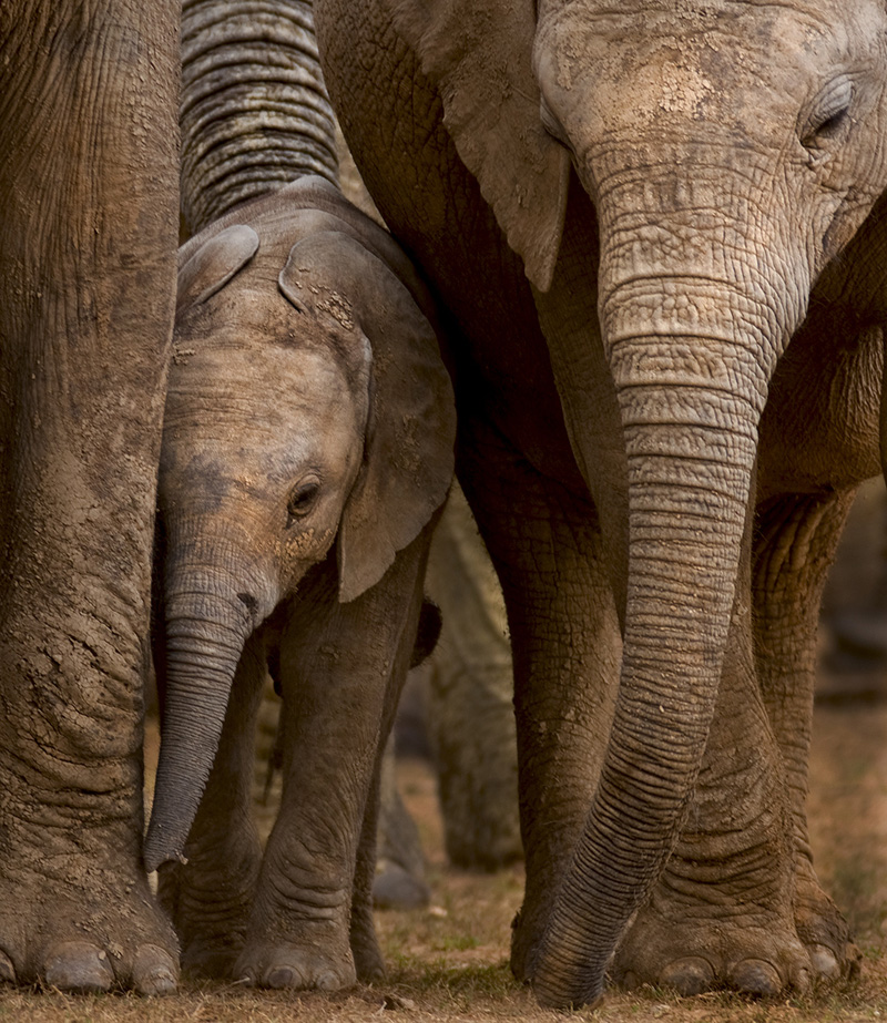 COM - Safety in Legs - Valmai le Grange - South Africa