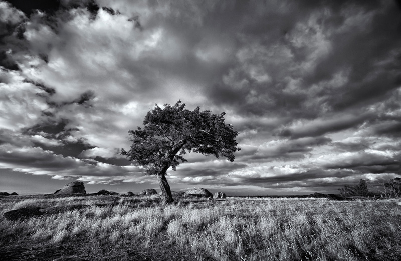 COM Windswept - Mieke Boyton - Australia