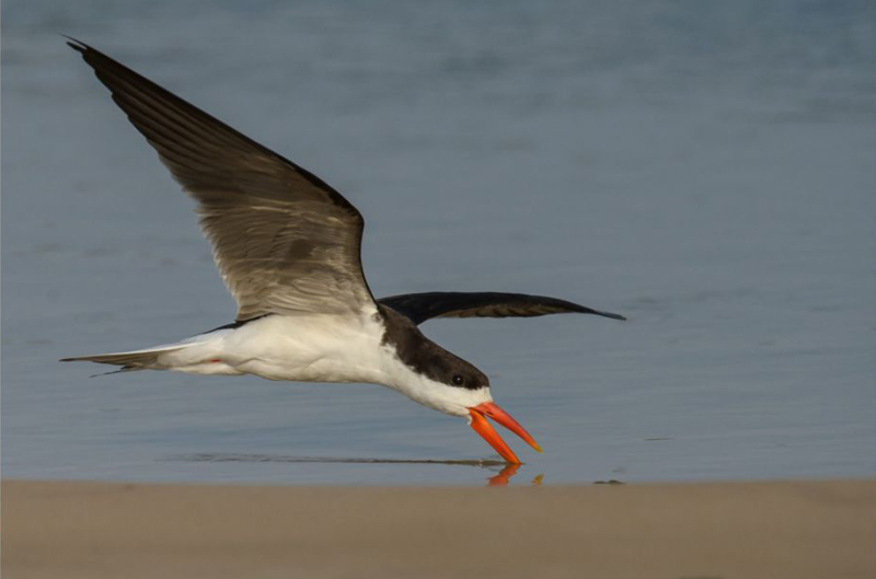 Melanie Loubser - African Skimmer