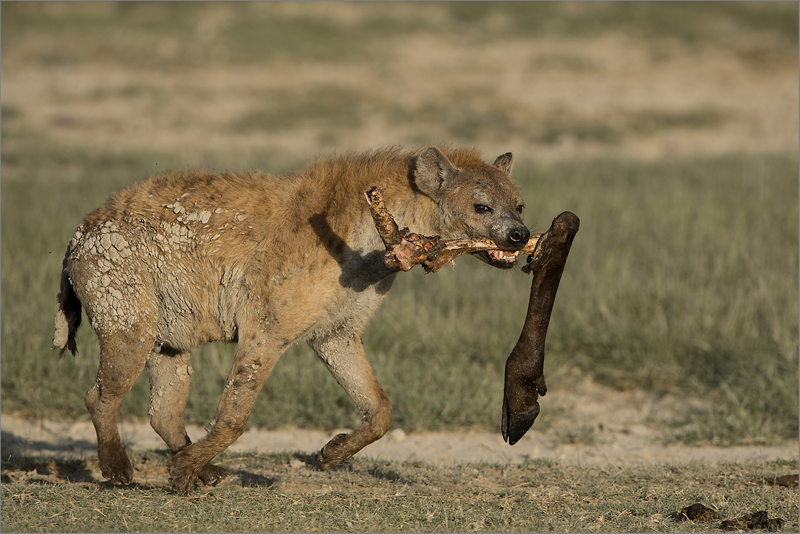 Dewald Tromp-Afternoon snack