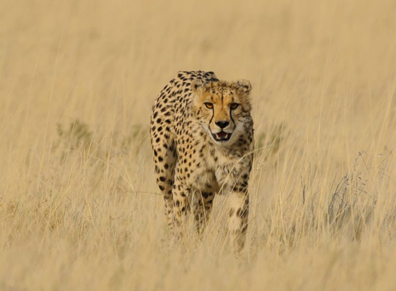 Henri Loubser - Cheetah