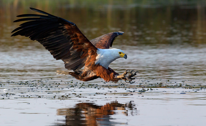 Gustav van der Gryp - Fish Eagle