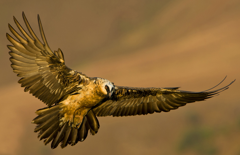 Golden Lammergeier Jill Sneesby