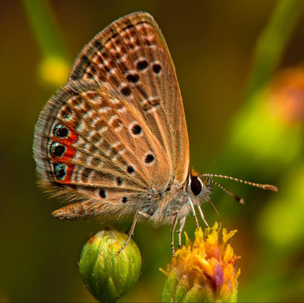 Kirk West - Grass Jewel Freyeria trochylus