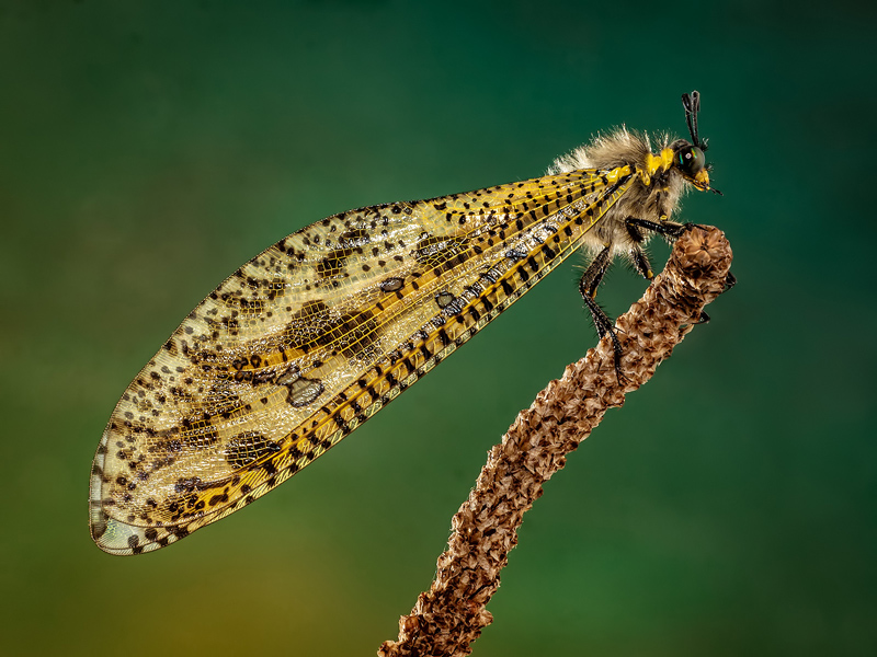 Eddie Reinecke-mottled veld antlion