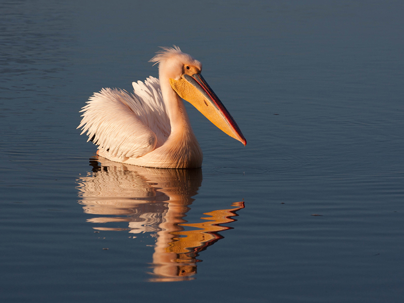 Carol Phillips-proud pelican