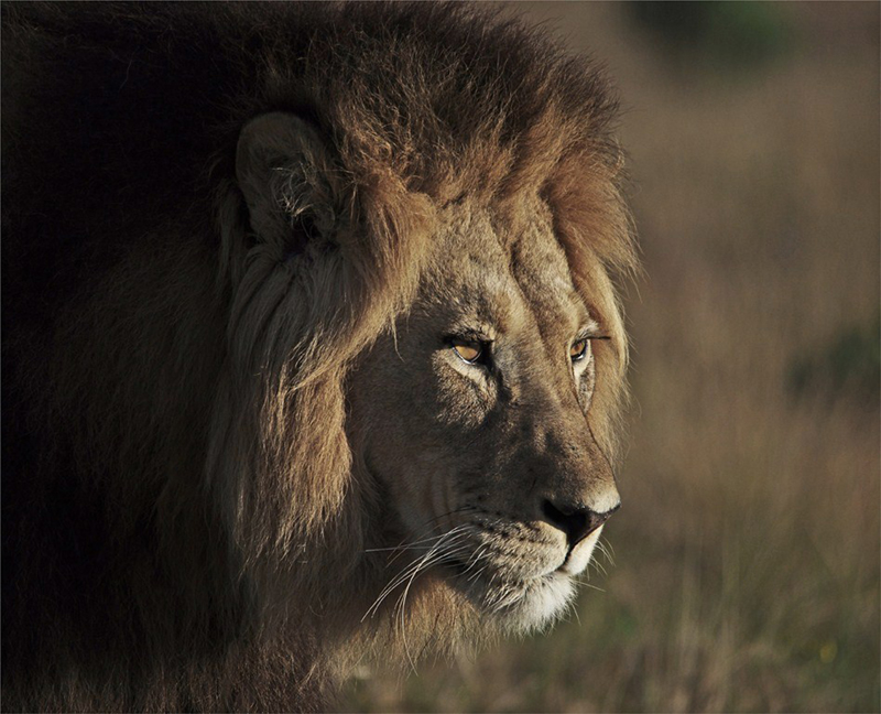 Germa Hattingh - The King