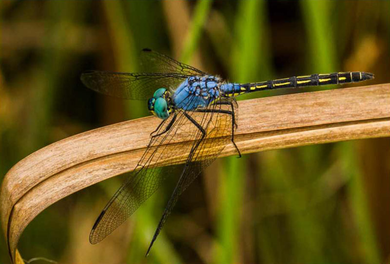 Shirley Swingler - Blue Dragon