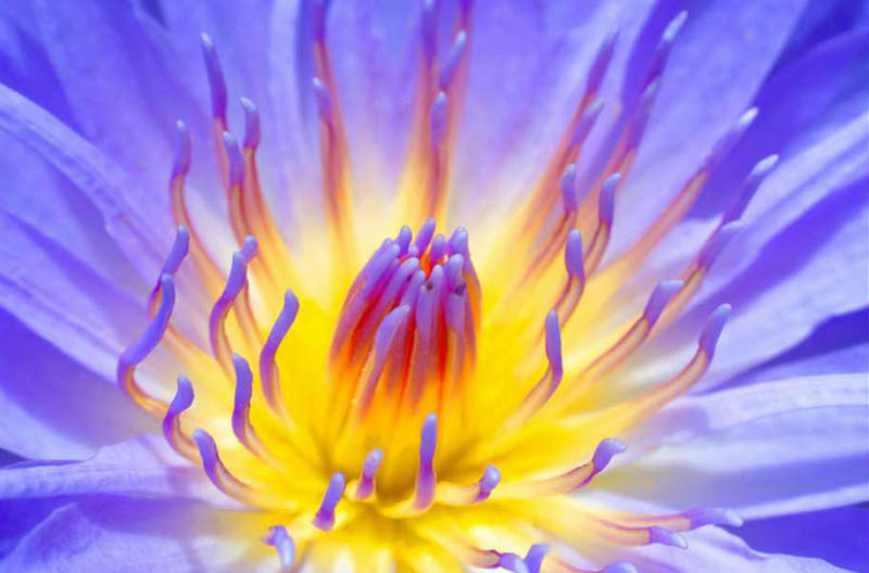 Leslie Clemence - Purple Lily