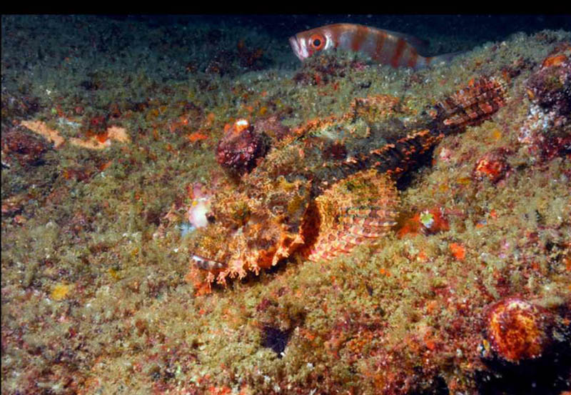 Anthony van Tonder - Scorpion Fish