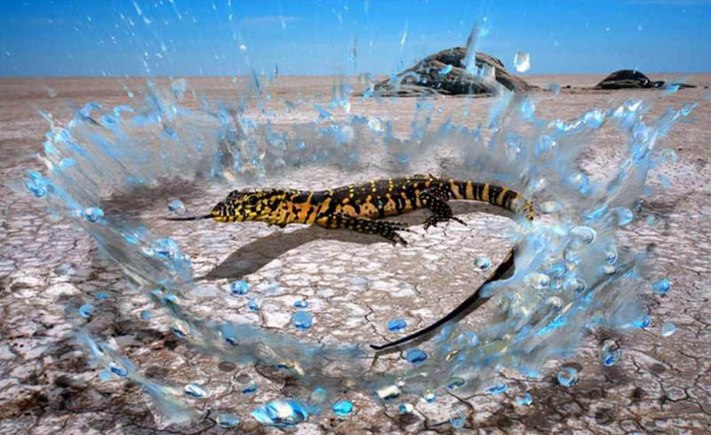 Hein Waschefort - Water Monitor