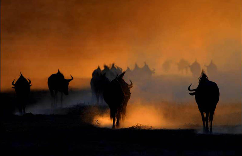 Willi Sator - Wildebeest Sunset
