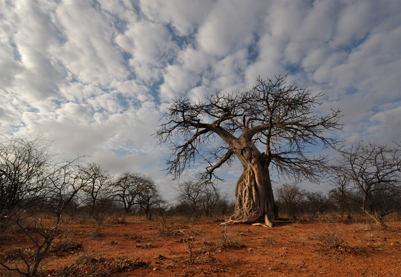 Johann van der Walt-Adansonia Digitata