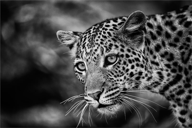 -Keeping a Watchful Eye-Evelyn Gibson