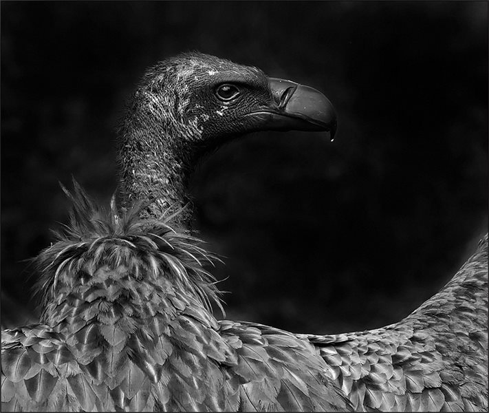 -KNP Vulture-Marietjie Lubbe