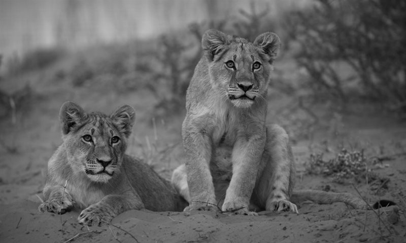 -Welpies fokus op wildebees-Andries Tack