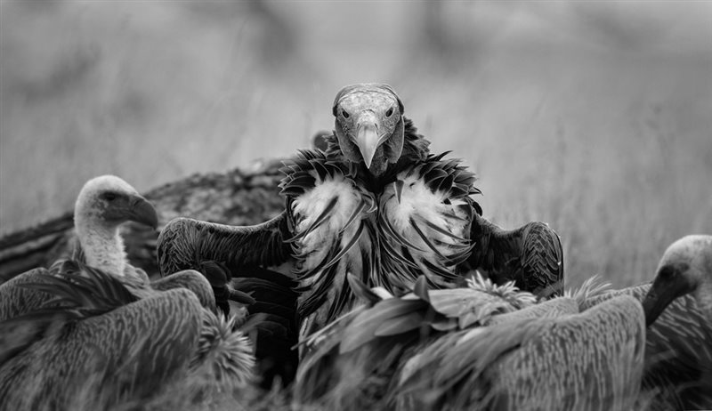 -Undertaker-Daryl Visser