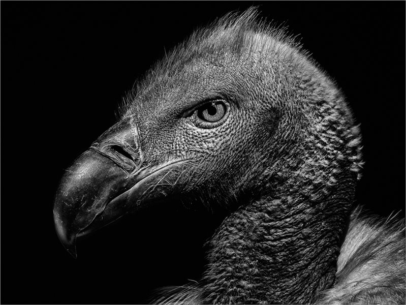 -Hungry Look-Johan Steyn